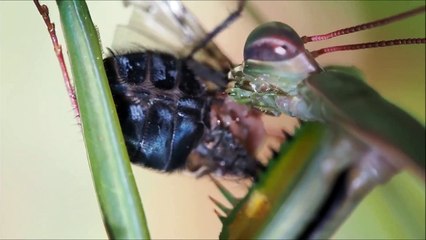 Kudlanka nábožná (Mantis religiosa)
