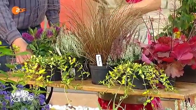 Balkonkästen im Herbst bepflanzen - ZDF Volle Kanne