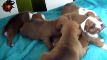 16ème vidéo Chiot n°4 Mâle de la 21ème portée de Staffordland