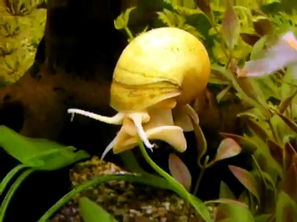 Aquarium  escargot