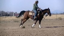 LIttle Nic Chic - 'SOLD**10 AQHA Bay mare by NIC IT IN THE BUD - Reined Cowhorse, Reining, NRCHA