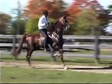 5 Gaited Saddlebred Stallion - Johnny Shriver