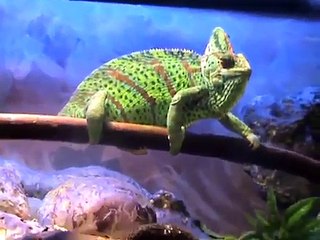 cambio de color (calyptratus)