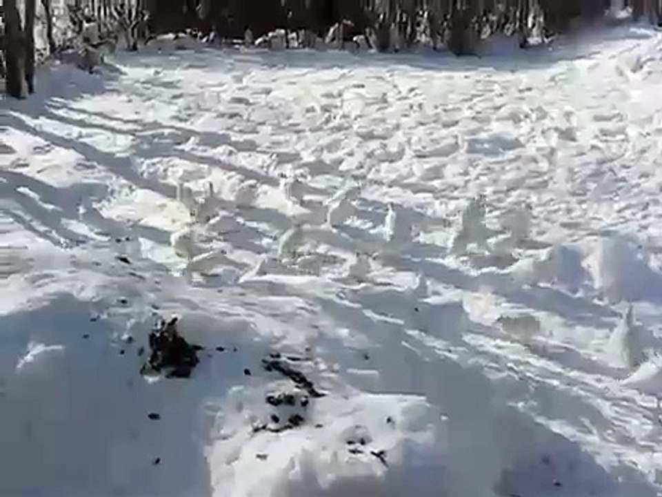 ptarmigan