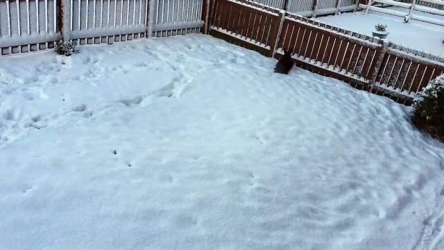 Scottish Terrier In The Snow