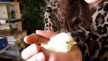 One day old chicken says hello to two Amstaffs and one Boerboel.