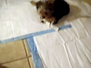 My Yorkie Puppy Melody