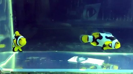 Cool Clownfish: Picasso Percula Pair