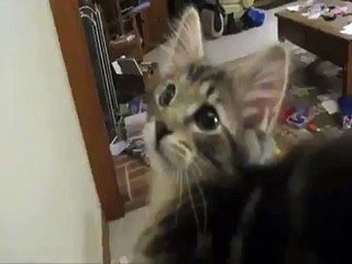 小貓為何模仿羊咩咩叫？揭秘有趣的原因🐱