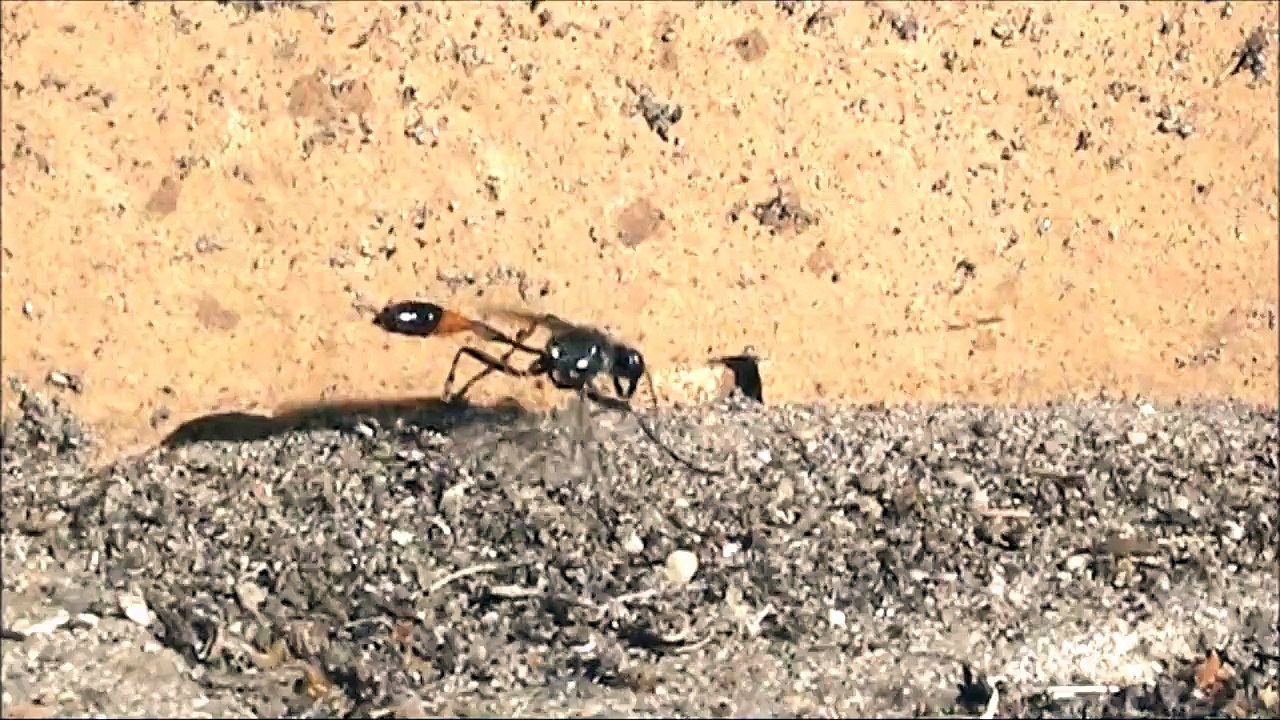 digging wasp SOUND Grabwespe Ammophila