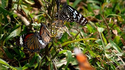 120 fps HD High Speed Video (Camera: Panasonic Lumix FZ200)