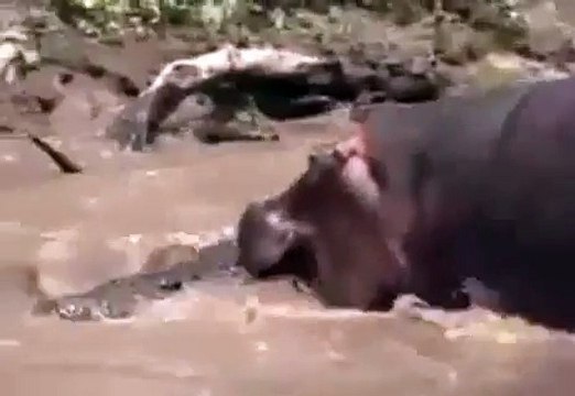 Hippo vs Crocodile , When Animals Attack Crocodile Hippos in river