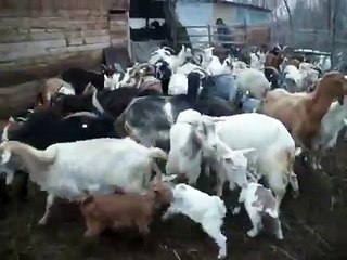 tufeni olt- microferma lui marin popa din tufeni