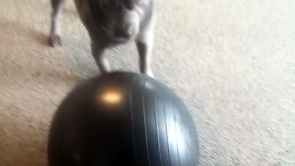 Charlie the dog attacks an exercise ball - BlueGlass