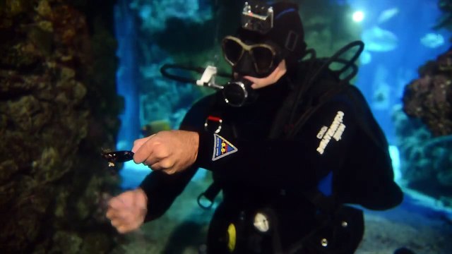 Nourrissage d'un poisson vache - Feeding Longhorn cowfish