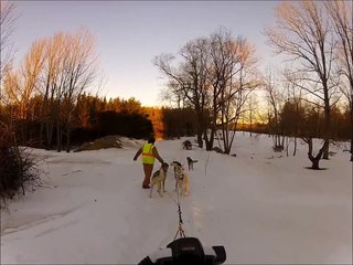 Bowdoinham Maine Dog Sledding - Rock Out!