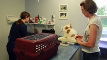 A Cat Clinic, Germantown, MD - Cat Wellness Exam