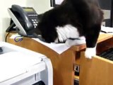 Why cats don't work in offices