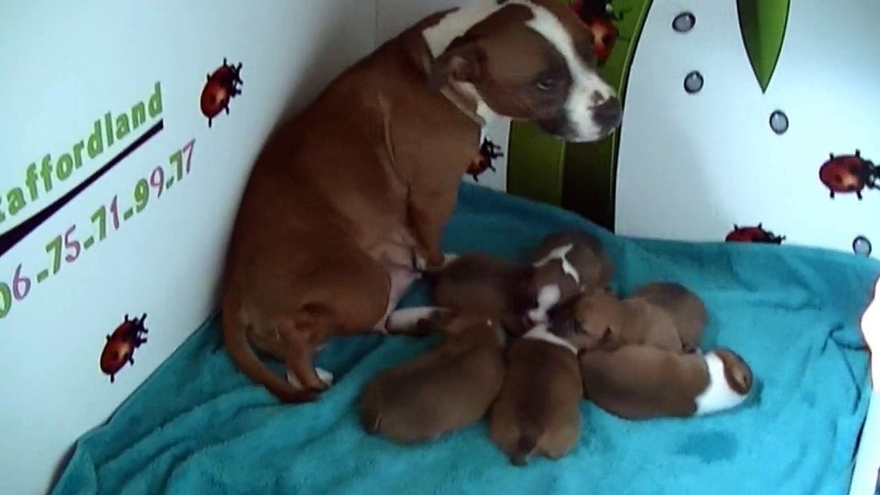 22ème vidéo La maman et ses petits staffi de la 21ème portée de Staffordland