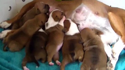 23ème vidéo La tétée des petits staffi de la 21ème portée de Staffordland
