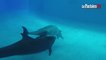 Naissance en direct d'un bébé dauphin au parc Astérix