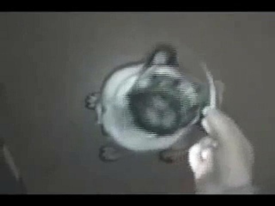 Pig noise
