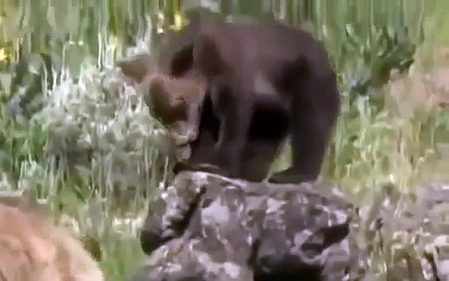 ⁣[Animal Planet Documentary] Grizzly Bears Fighting Wolves In The Wild - New Documentary 20