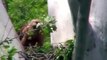 Red-Tailed Hawks Feeding Babies