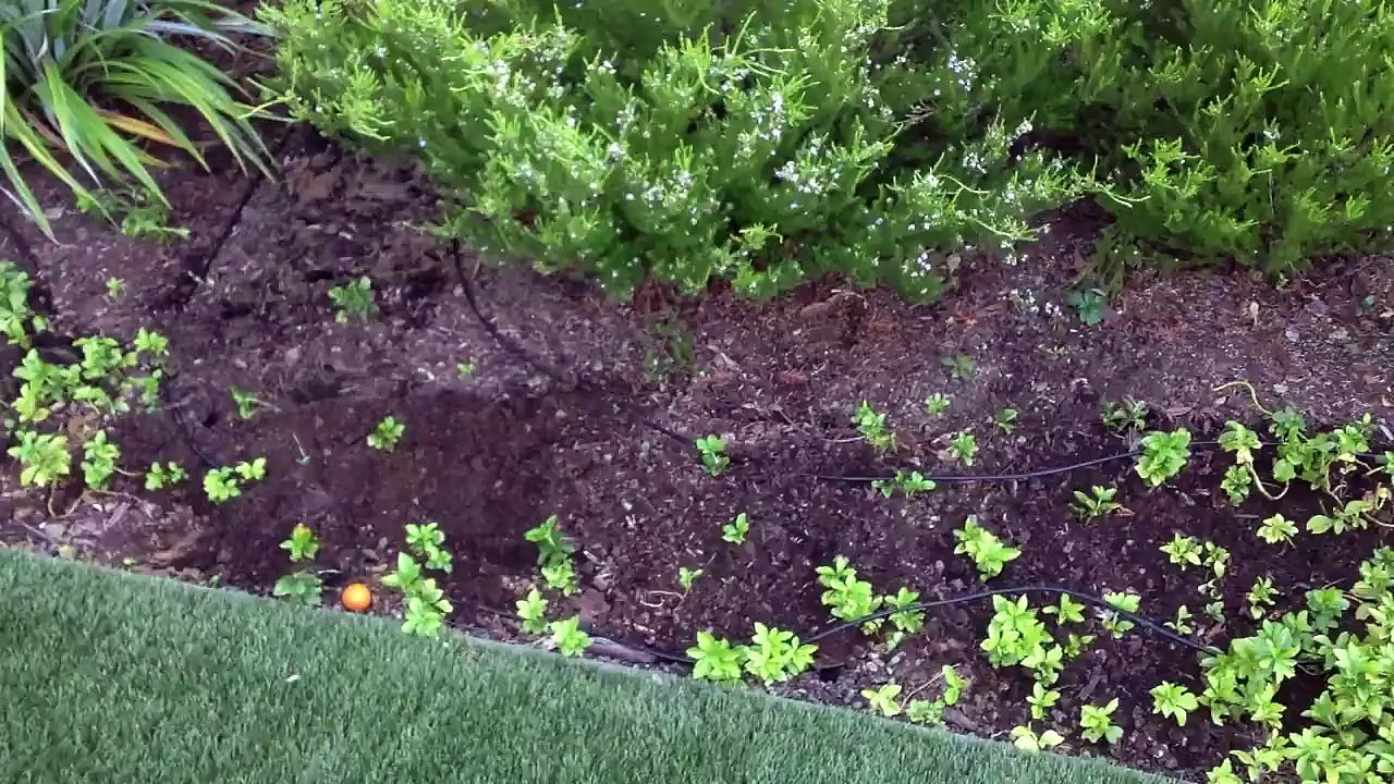 Amending Hard Clay Soil and Improving Drainage in Already Planted Beds