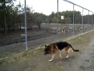ВОЛК и СОБАКА!!! Wolves and dog