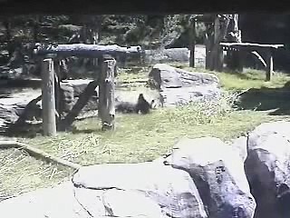 9/19/07~Mei Lan & Lun Lun Outside~5.21min.