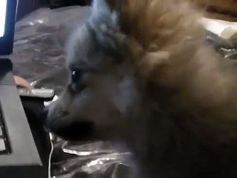 Un adorable chiot entend des hurlements de loups...