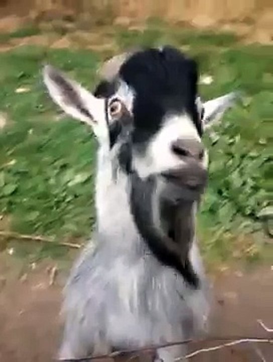 Crazy Goat licking sounds weird