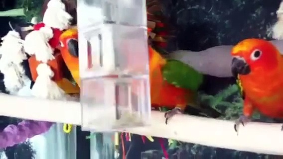 Foraging toy for conures
