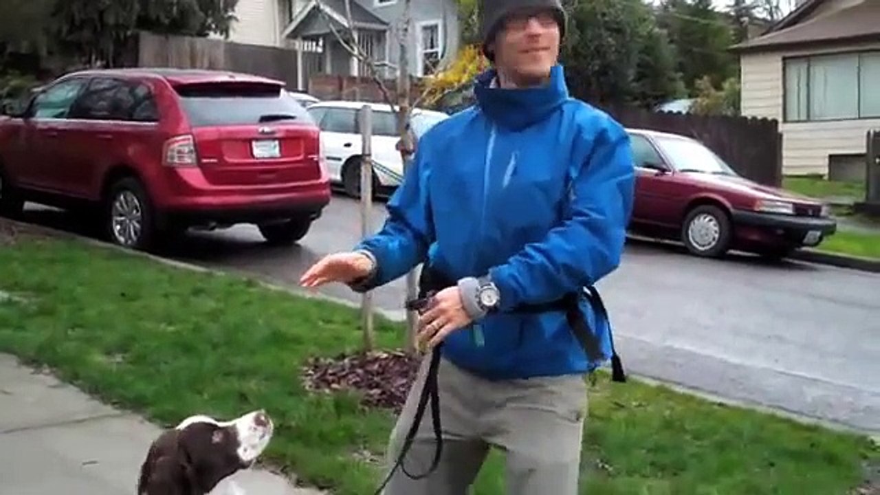 David the Dog TraIner's STRUCTURED WALKING