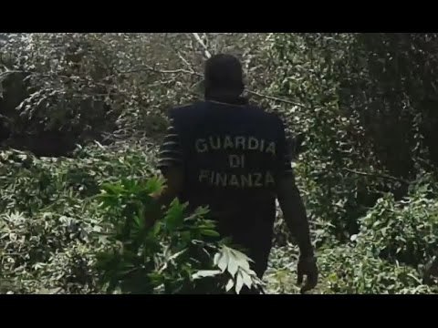 Lamezia Terme - Sequestrate 7500 piante di canapa indiana (16.07.15)