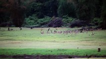 Hunting deer by wild dogs along with wild boars - live - heylos