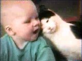humor-gatos - videos graciosos