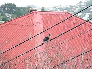 Tui - accomplished song bird