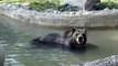 Grizzly bear wades in pool then jumps out