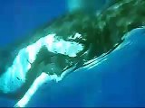 Amazing Humpback Whales