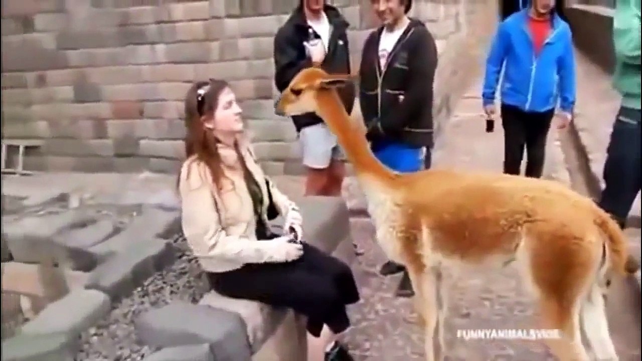 funny animal videos
