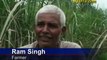 Insects, Pests Damage India's Sugarcane Crop