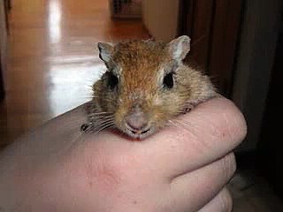 A very Deep Young Gerbil