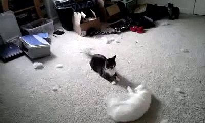 Best catfight ever