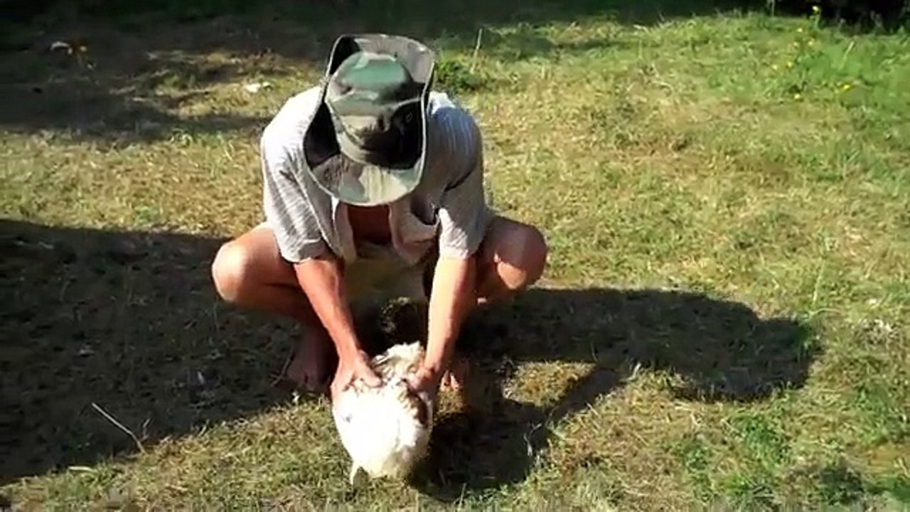 permakulturschule.com, chicken trance.m4v