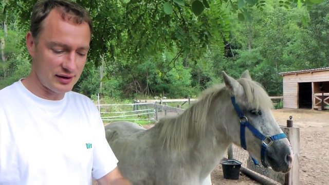 Hundeerziehung Tipps - Zusammenleben Hund und Pferd