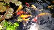 Water lilies in bloom! Koi Pond Update To How to Build a Koi Pond.
