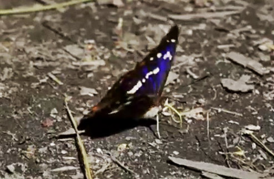 Mor Renkli İmparator Kelebeği