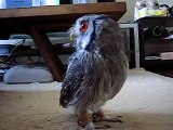 さっちゃんのエサ鳴き